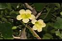 海南菜豆樹-花02.JPG
