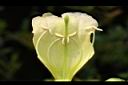 海南菜豆樹-花蕊03.JPG