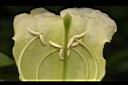 海南菜豆樹-花蕊07.JPG