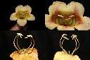 海南菜豆樹-花蕊1.jpg