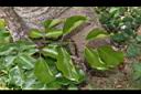 海南菜豆樹-葉04.JPG