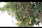 海南菜豆樹-實03.JPG