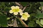 海南菜豆樹-花04.JPG