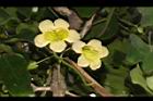 海南菜豆樹-花05.JPG