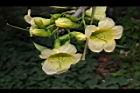 海南菜豆樹-花07.JPG
