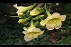 海南菜豆樹-花08.JPG