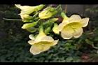 海南菜豆樹-花09.JPG