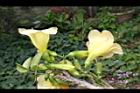 海南菜豆樹-花10.JPG