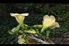 海南菜豆樹-花12.JPG