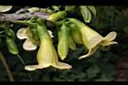 海南菜豆樹-花15.JPG
