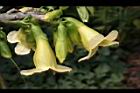 海南菜豆樹-花16.JPG