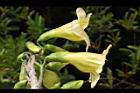 海南菜豆樹-花17.JPG