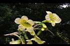 海南菜豆樹-花18.JPG
