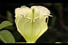 海南菜豆樹-花蕊00.JPG