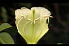 海南菜豆樹-花蕊01.JPG