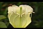 海南菜豆樹-花蕊04.JPG
