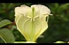 海南菜豆樹-花蕊05.JPG
