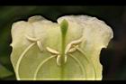 海南菜豆樹-花蕊06.JPG