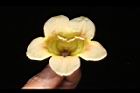 海南菜豆樹-花蕊09.JPG