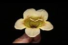 海南菜豆樹-花蕊10.JPG