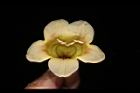 海南菜豆樹-花蕊11.JPG