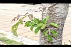 海南菜豆樹-葉00.JPG