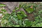 海南菜豆樹-葉03.JPG