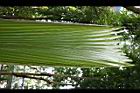 海椰子-葉04.jpg
