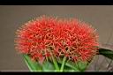 火球花-花00.jpg