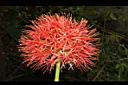 火球花-花03.JPG