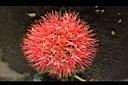 火球花-花07.JPG