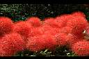 火球花-花08.JPG