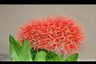 火球花-花01.jpg