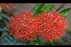 火球花-花02.jpg