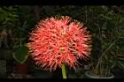 火球花-花05.JPG