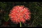 火球花-花06.JPG