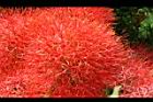 火球花-花13.JPG