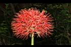 火球花-花16.JPG