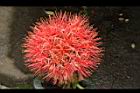 火球花-花30.JPG
