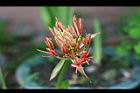 火球花-花33.jpg
