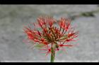火球花-花34.jpg