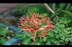 火球花-花35.jpg
