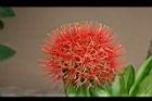 火球花-花37.jpg