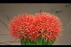 火球花-花39.jpg