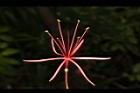 火球花-花蕊02.JPG
