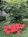 火球花01.JPG