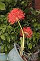 火球花18.JPG