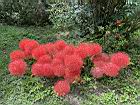 火球花26.JPG
