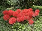 火球花28.JPG