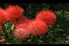 火球花43.JPG
